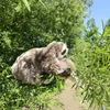 Bradipo di peluche ECO-FRIENDLY 30 cm (8590687220836) Anteprima dell’immagine prodotto 13