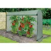 A greenhouse with tomato plants inside, set in a garden. Anteprima dell’immagine prodotto
