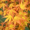 A close-up of vibrant orange and yellow Japanese maple leaves. Produktbild-Vorschau