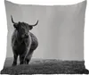MuchoWow® Outdoor Kissen - Tiere - Schottische Produktbild-Vorschau 1