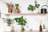 A shelf with various plants and a digital thermometer. Anteprima dell’immagine prodotto