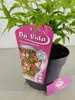A potted plant with a pink tag. Náhľad obrázku produktu