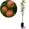 Malus domestica 'Fuji' Apfelbaum, 1,5 Liter Topf Produktbild-Vorschau 1