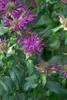 Monarda fistulosa 'Prärienacht', Indianernessel, violett, Produktbild-Vorschau 2