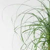 Elefantenfuß - Beaucarnea 'recurvata' - Höhe 60-70cm - Produktbild-Vorschau 3