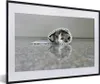 MuchoWow® MuchoWow® Gerahmtes Poster Katze - Teppich - Produktbild-Vorschau 1
