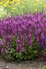 Stauden Gänge 1 x Salvia nemorosa 'Sensation Pink ®' im 1 Produktbild-Vorschau 2