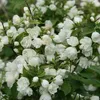 2 x  Gartenjasmin  - Philadelphus 'Manteau D'Hermine'  | Náhľad obrázku produktu 1