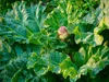 A close-up view of a rhubarb plant with large green leaves and a pinkish-red flower bud. Produktbild-Vorschau