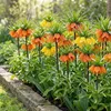 Kaiserkronen Knollen Mehrjährig - Fritillaria Imperialis Produktbild-Vorschau 3