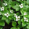 6 x Dřín kanadský - Cornus canadensis | Květináč 9cm x 9cm Náhled obrázku produktu 1