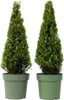 Houx crenelé - Set de 2 - Ilex crenata 'Jenny' - Hauteur Voir les images du produit 1