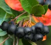 Dehner Schwarze Apfelbeere Nero, Aronia melanocarpa, ca. Produktbild-Vorschau 1