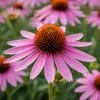 Echinacea p. Magnus 3er Set, rosafarben, orangebraun, 20 cm Produktbild-Vorschau 2