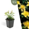 Plants by Frank | 12 Johanniskraut Pflanzen | Hypericum Produktbild-Vorschau 1