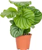 Bloomique - Calathea Orbifolia - Korbmarante Produktbild-Vorschau 1