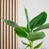 Bananenpflanze - Musa tropicana - Höhe ca. 30 cm, Topf-Ø 12 Produktbild-Vorschau 2
