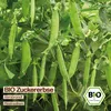 Samenliebe  Erbse Samen | Rembrandt - violette Blüten & süß Produktbild-Vorschau 4