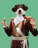 Zuty - Malen nach Zahlen - KÖNIGLICHER HUND UND Produktbild-Vorschau 1
