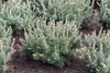 Pinus mugo 'Humpy', Bergkiefer, kompakt, 25–30 cm Produktbild-Vorschau 2