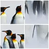 A collage of four images showing king penguins in various close-up and group shots against a light background. Produktbild-Vorschau