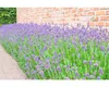 Lavendel Grosso 6-er Pack FloraSelf Lavandula angustifolia Náhled obrázku produktu 3