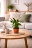 Spathiphyllum 'Chopin' 30 cm – Einblatt Friedenslilie, Produktbild-Vorschau 3