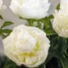 Pfingstrose  - Paeonia 'Duchesse De Nemours'  | im Produktbild-Vorschau 1