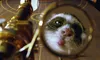 Der Goldene Kompass (DVD) Produktbild-Vorschau 4