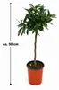 Kumquat-Stämmchen Nagami ca. 50 cm – Fortunella margarita Produktbild-Vorschau 5