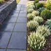 Stauden Gänge 10 x Salvia nemorosa 'Sensation White®' im 1 Produktbild-Vorschau 2