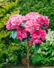 Rhododendron yakushimanum 'Morgenrot', rosa Blüten, 30–40 Produktbild-Vorschau 8
