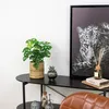 Bloomique - Monstera Adansonii - Monkey Leaf - Plante Voir les images du produit 4