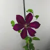 Clematis Westerplatte 1L Náhled obrázku produktu 3
