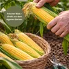 GardenTaurus®  Zuckermais Golden Bantam sehr süß Produktbild-Vorschau 5