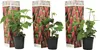 Three potted raspberry plants are displayed in front of their packaging. Produktbild-Vorschau