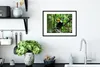 MuchoWow® MuchoWow® Gerahmtes Poster Tukan im Baum 40x30 cm Produktbild-Vorschau 4