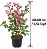 Lagerstroemia indica Petite Red 40–60 cm – Rote Produktbild-Vorschau 5