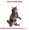 Royal Canin Maine Coon Kitten, Kocięta, Maine Coon, Drób, Podgląd zdjęcia produktu 6