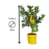 Main de bouddha - agrume méditerranéen - arbre fruitier - ↕ Voir les images du produit 3