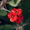 Wilczomlecz okazały - Euphorbia 'Milii' - Wysokość 25-35cm Podgląd zdjęcia produktu 4