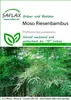 SAFLAX - Moso obří bambus - Phyllostachys pubescens - 20 Náhled obrázku produktu 9
