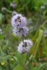 Bloomique - Mentha Aquatica - Wasserminze - Teichpflanzen Produktbild-Vorschau 2
