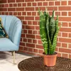 Bogenhanf - pflegeleichte Zimmerpflanze, Sansevieria Produktbild-Vorschau 2