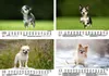 Hundezauber Chihuahua DIN A5 Kalender für 2026 Welpen und Produktbild-Vorschau 4