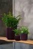 Three potted plants of varying sizes are displayed on a wooden shelf against a textured gray wall. Voir les images du produit