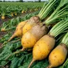Runkelrübe gelb 500 g | Runkelrüben von Quedlinburger Produktbild-Vorschau 2