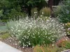 Stauden Gänge 3 x Gaura lindheimeri 'Whirling Butterflies‘ Produktbild-Vorschau 8