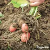 Saatkartoffeln Desiree A 28/35 (10 kg) - Organifer Produktbild-Vorschau 4