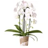 Hummingbird Orchids - White Phalaenopsis Orchid - Niagara Podgląd zdjęcia produktu 1